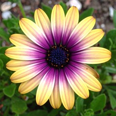 A close-up shot of a vibrant daisy-like flower with alternating yellow and purple petals, surrounded by green foliage
