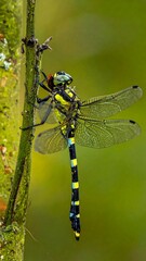 A close-up shot of a vibrant dragonfly perched on a slender green branch against a blurry green backdrop. Its wings are translucent