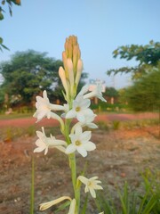 spring flowers in the garden