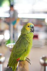Various animals in a zoo, showing wildlife diversity and educational environment for visitors.