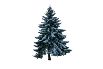 A beautiful winter evergreen tree, completely covered in thick white snow, stands isolated on a transparent background, ready for design.
