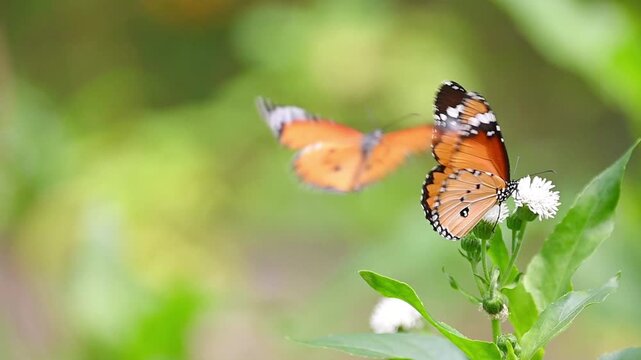 Plain Tiger butterfly (Danaus chrysippus) resting on white blossoms &ndash; Peaceful slow motion macro footage for natural background