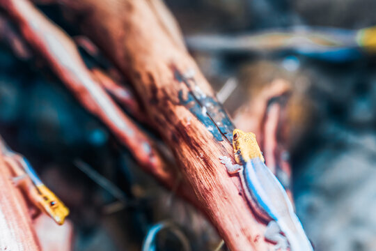 Tiny lizard with bright colors resting