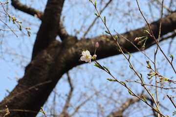 Cherry blossoms blooming in Japan