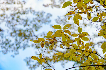 木漏れ日に輝く色づいた木々の葉