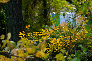 森の中で光に照らされた紅葉