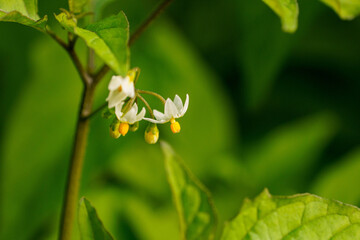 白い小さな花を付けたヒヨドリジョウゴ