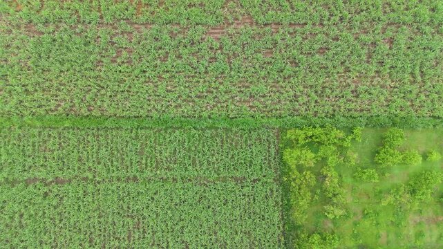 Directly overhead aerial view showcasing the geometric pattern of diverse green agricultural plots and organized farmlands, with various crops and dividing lines. sugarcane, cornfield, pomelo plant.