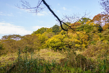 Fototapeta premium 紅葉した自然公園の山