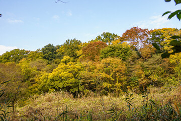 紅葉した自然公園の山