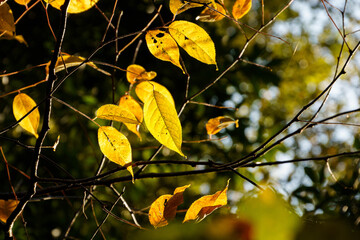 木漏れ日で輝く黄葉した、カツラの黄葉