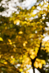 黄色く色づいた葉のボケ玉