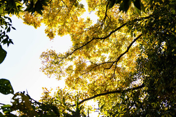 Obraz premium 木漏れ日に輝く色づいた木々の葉