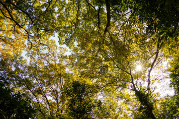 森の中に差し込む木漏れ日の光