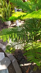 Ornamental cypress plant. Ornamental cypress leaves are fresh green.