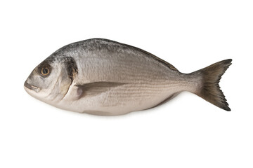 Fototapeta premium Gilt-head bream raw fresh seafood isolated on transparent background, whole dorada fish ready for cooking