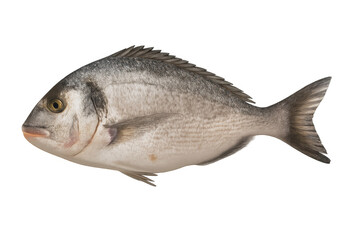 Obraz premium Fresh gilt-head bream fish raw seafood preparing for cooking, healthy organic meal ingredient on transparent background