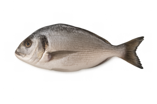 Gilt-head bream raw fresh seafood isolated on transparent background, whole dorada fish ready for cooking