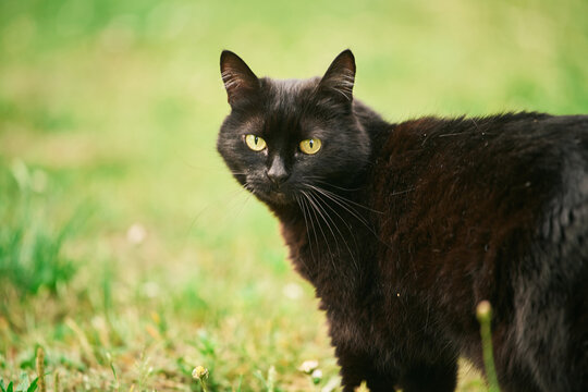 Black cat on the go through grassy yard with blurred background