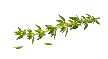 Fresh sprig of thyme with small leaves, isolated on transparent background