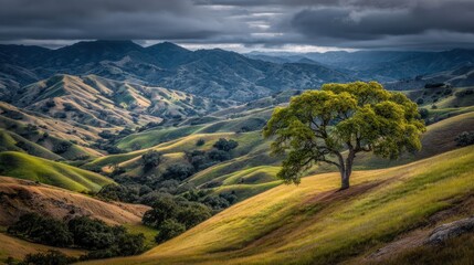 Solitary tree on rolling golden-green hills under a dramatic cloudy sky