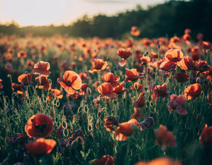 Obraz premium A breathtaking field of wild red poppies gently swaying in the warm, golden light of a summer sunset, captured with a beautiful artistic focus