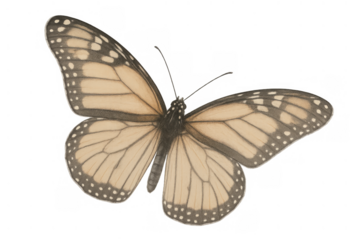 Monarch butterfly drawing in vintage sepia color with spread wings, isolated on a transparent background