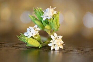 White wildflowers macro on wooden surface with creamy bokeh