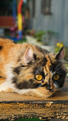 Beautiful photo of calico cat mix breeds asian local and American curl playing outside.