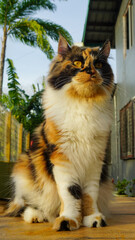 Beautiful photo of calico cat mix breeds asian local and American curl playing outside.