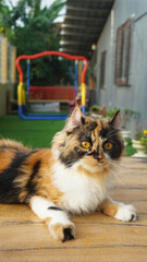 Beautiful photo of calico cat mix breeds asian local and American curl playing outside.