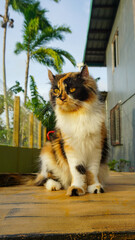 Beautiful photo of calico cat mix breeds asian local and American curl playing outside.