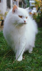 Beautiful white cat love to Play outdoor. Mix breed cat Asian maine coon and Persian.