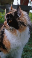 Beautiful photo of calico cat mix breeds asian local and American curl playing outside.