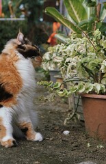 Beautiful photo of calico cat mix breeds asian local and American curl playing outside.