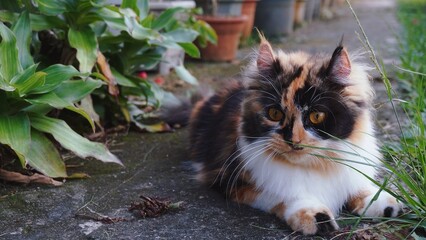 Beautiful photo of calico cat mix breeds asian local and American curl playing outside.