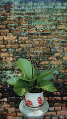 Aesthetic old brick wall with green plant in flower pot.
Photo taken in Penang Malaysia.