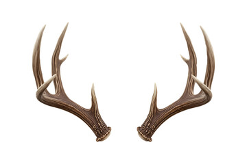 Naturally Shed Deer Antlers or Racks Isolated on a Clean White Background