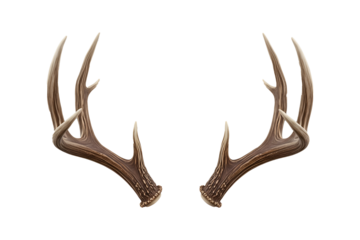 Naturally Shed Deer Antlers or Racks Isolated on a Clean White Background
