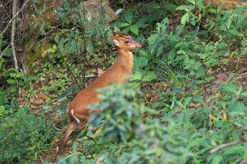 Barking Deer (Muntiacus muntjak) standing alert in the forest, showing its reddish-brown coat and graceful body. Also known as the Indian Muntjac, it is a shy forest-dwelling deer found in Asia.