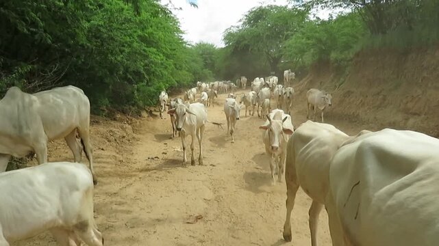 A herd of Zebu Cattle cows at Bagan in Myanmar