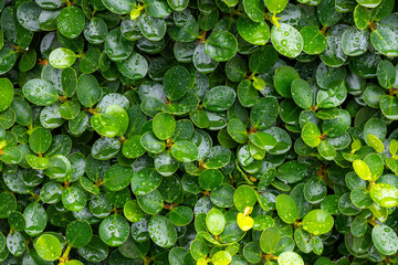 Black background texture with green leaves and close up raindrops,Rain drops on green leaves and dark background. Green leaves pattern background. Natural background and wallpaper.