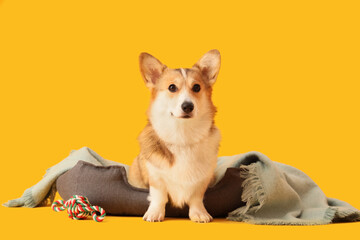 Cute Corgi dog with plaid and toy in pet bed on yellow background