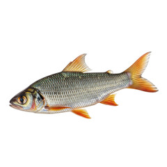 Fototapeta premium Close-up of a freshwater fish with scales and vibrant orange fins