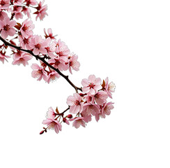 Obraz premium Delicate branch of light pink blossoms against a stark black background