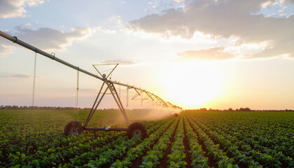 Center Pivot Irrigation System in Soybean or Crop Field at Dusk