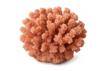 Pink coral isolated, a natural marine life organism from ocean reefs, providing underwater ecosystem habitat