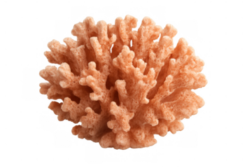 Coral reef rock fragment showcasing marine life, aquatic invertebrate, and underwater ecosystem element, transparent background