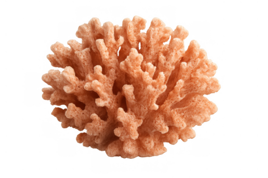Coral reef rock fragment showcasing marine life, aquatic invertebrate, and underwater ecosystem element, transparent background