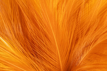 Brown feather macro,Beautiful fluffy white feather, abstract feather on white background. High resolution. Copy space for design and text. Pastel beige and white colors. High resolution.